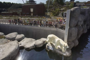 W kopenhadze zoo odwiedzający wskoczył do woliery do białego niedźwiedzia W kopenhadze zoo odwiedzający wskoczył do woliery do białego niedźwiedzia